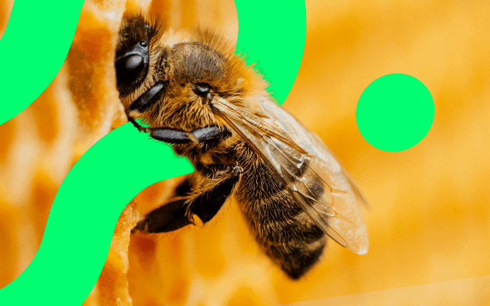02_25_BLOG_GP_CodoBee.png
